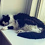 cat, sleeping, windowsill, black_and_white, fluffy, indoor, pet, animal, resting, cozy, natural_light, feline, fur, window, relaxing, quiet, home, calm, cute, domestic