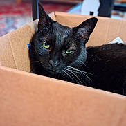 Blackstar is registered to the contest to win money with this photo: animal, black_cat, box, cardboard_box, cat, close_up, cozy, cute, domestic_cat, feline, focus, fur, green_eyes, indoor, pet, portrait, relaxed, sitting, soft_background, whiskers
