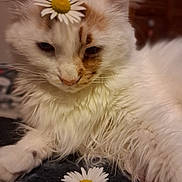 Fionn is registered to the contest to win money with this photo: animal, blanket, calm, cat, closeup, cute, daisy, flower, fluffy, fur, indoor, nature, orange, pet, portrait, relaxed, soft, still_life, whiskers, white