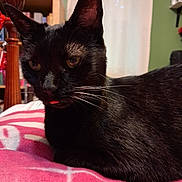 Black Star is registered to the contest to win money with this photo: animal, black_cat, blanket, bookshelf, cat, close_up, curtain, cute, domestic_animal, feline, green_wall, home_interior, indoor, pet, pink_blanket, relaxed, resting, tongue_out, whiskers, wooden_furniture