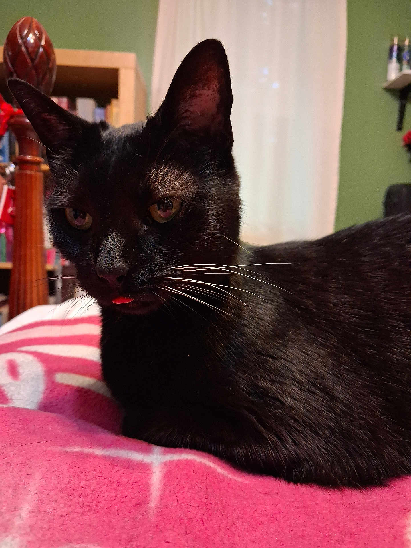 Black Star is registered to the contest to win money with this photo: animal, black_cat, blanket, bookshelf, cat, close_up, curtain, cute, domestic_animal, feline, green_wall, home_interior, indoor, pet, pink_blanket, relaxed, resting, tongue_out, whiskers, wooden_furniture