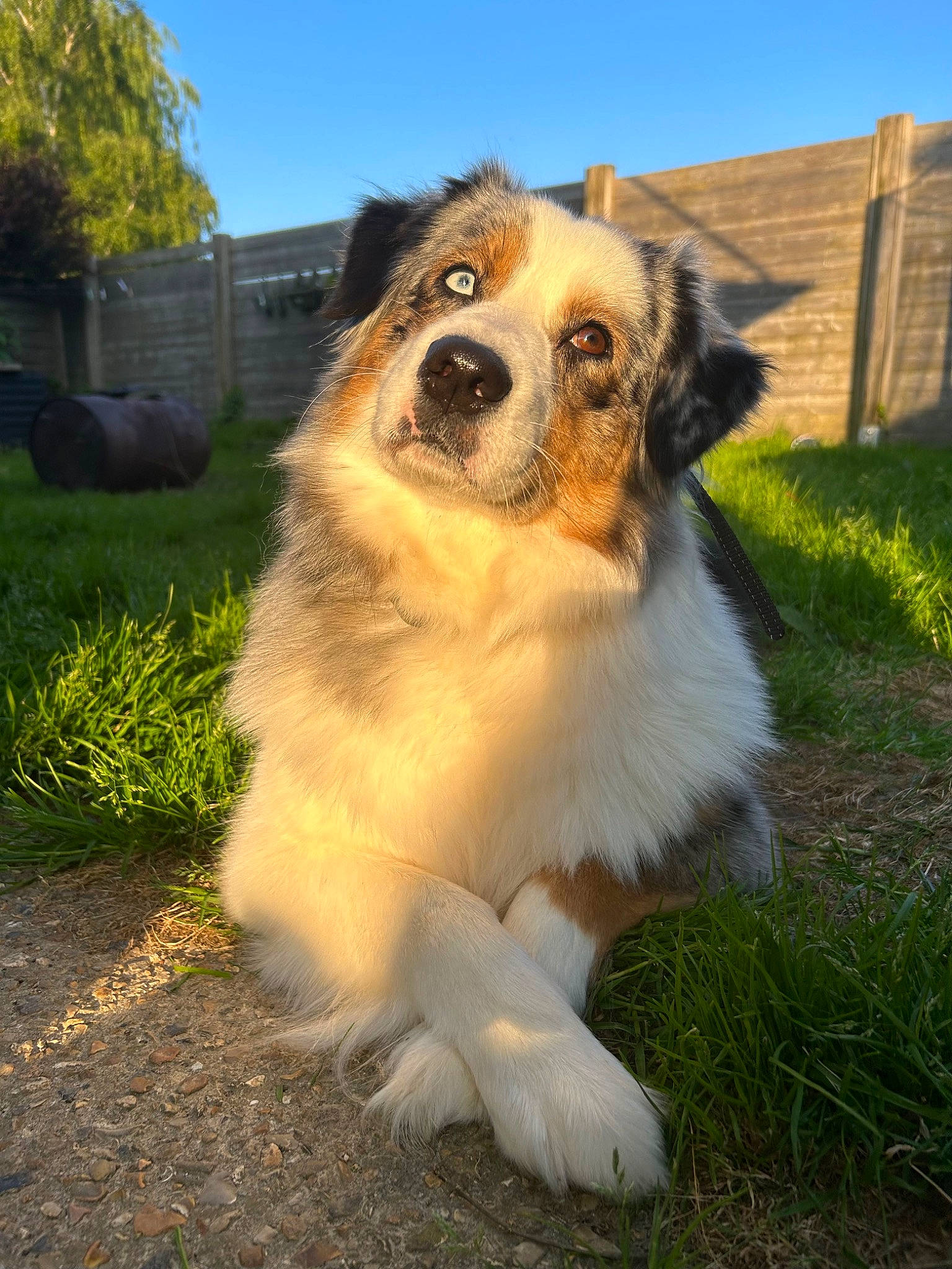 Roxy a rejoint le concours — aidez-le/la à gagner de superbes lots ! canidae, carnivore, companion_dog, dog, dog_breed, fawn, fur, grass, plant, sky, snout, sporting_group, terrestrial_animal, toy_dog, tree, whiskers, working_dog