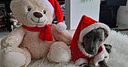 Romy participe au concours pour gagner de l'argent avec cette photo : puppy, dog, teddy_bear, santa_hat, christmas, festive, holiday, red_clothing, stuffed_animal, fluffy_blanket, pet, animal, indoors, portrait, cute, sitting, brown_dog, white_fur, home, companions