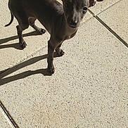 Romy participe au concours pour gagner de l'argent avec cette photo : dog, small_dog, black_dog, standing, outdoor, patio, concrete, tiles, sunlight, shadow, animal, pet, short_hair, pointed_ears, long_tail, looking_at_camera, portrait, vertical_photo, bright, playful