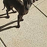 dog, small_dog, black_dog, standing, outdoor, patio, concrete, tiles, sunlight, shadow, animal, pet, short_hair, pointed_ears, long_tail, looking_at_camera, portrait, vertical_photo, bright, playful