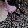 dog, black_dog, small_dog, sweater, pink_sweater, leopard_print, blanket, couch, indoor, pet, animal, cozy, fur, relaxing, seated, looking, curious, soft_texture, home, comfortable