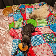 Oréa participe au concours pour gagner de l'argent avec cette photo : dog, cat, bed, quilt, plush_toy, blanket, pet, fur, resting, indoor, cozy, silky, colorful, patchwork, small_dog, fluffy_cat, relaxing, animal, companion, domestic