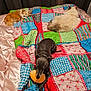 dog, cat, bed, quilt, plush_toy, blanket, pet, fur, resting, indoor, cozy, silky, colorful, patchwork, small_dog, fluffy_cat, relaxing, animal, companion, domestic