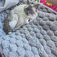 Oréa a rejoint le concours — aidez-le/la à gagner de superbes lots ! cat, fluffy, long_hair, blue_eyes, gray_and_white, pet, animal, feline, lying_down, relaxed, bed, blanket, plush, bedding, indoors, portrait, collar, bell, whiskers