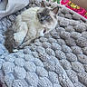 cat, fluffy, long_hair, blue_eyes, gray_and_white, pet, animal, feline, lying_down, relaxed, bed, blanket, plush, bedding, indoors, portrait, collar, bell, whiskers