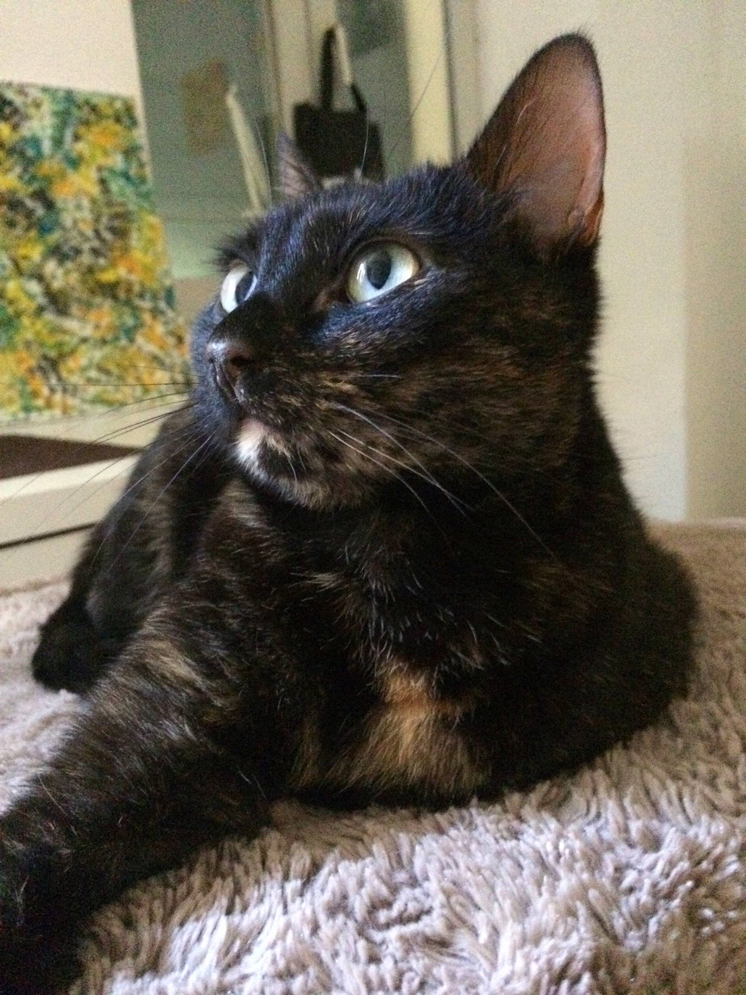 Lilou a rejoint le concours — aidez-le/la à gagner de superbes lots ! asian, black_cat, bombay, carnivore, cat, claw, domestic_short_haired_cat, ear, european_shorthair, felidae, fur, german_rex, havana_brown, kitten, mammal, polydactyl_cat, small_to_medium_sized_cats, snout, vertebrate, whiskers