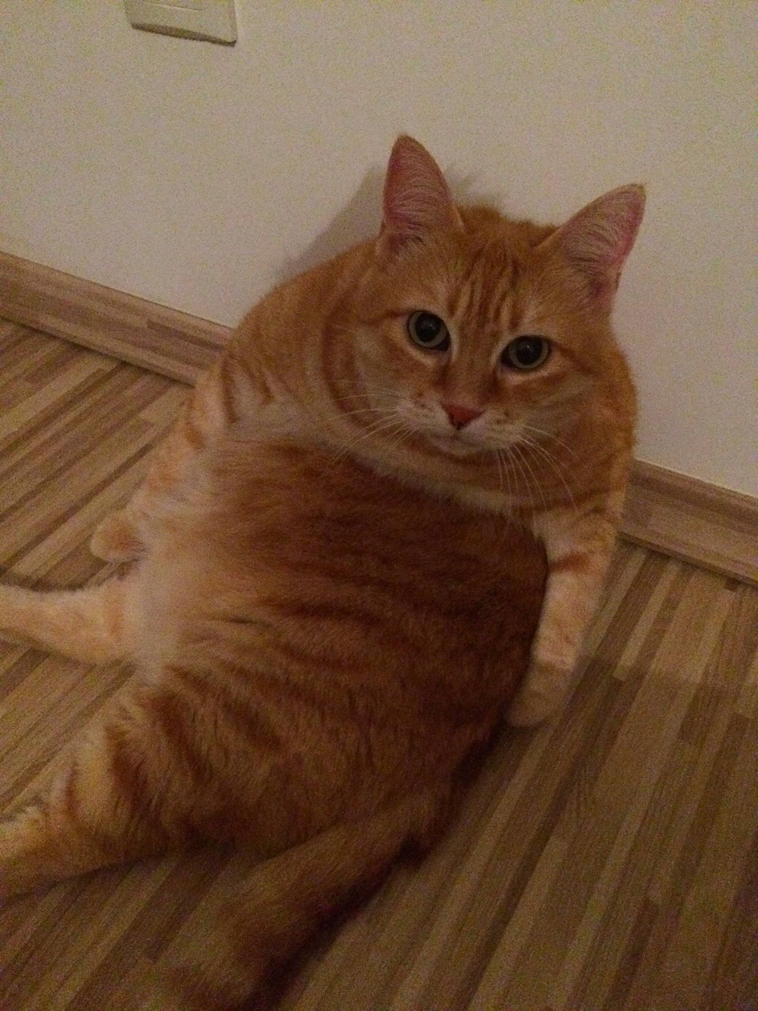 Tigresse participe au concours pour gagner de l'argent avec cette photo : aegean_cat, arabian_mau, asian, australian_mist, british_semi_longhair, carnivore, cat, domestic_short_haired_cat, european_shorthair, fawn, felidae, floor, flooring, hardwood, mammal, small_to_medium_sized_cats, tabby_cat, tail, whiskers, wood