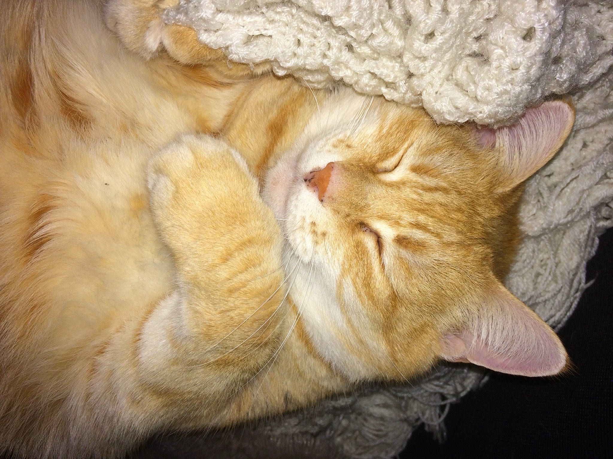 Tigresse a rejoint le concours — aidez-le/la à gagner de superbes lots ! asian, carnivore, cat, claw, ear, european_shorthair, fawn, felidae, fur, german_rex, paw, polydactyl_cat, small_to_medium_sized_cats, snout, tabby_cat, tail, whiskers