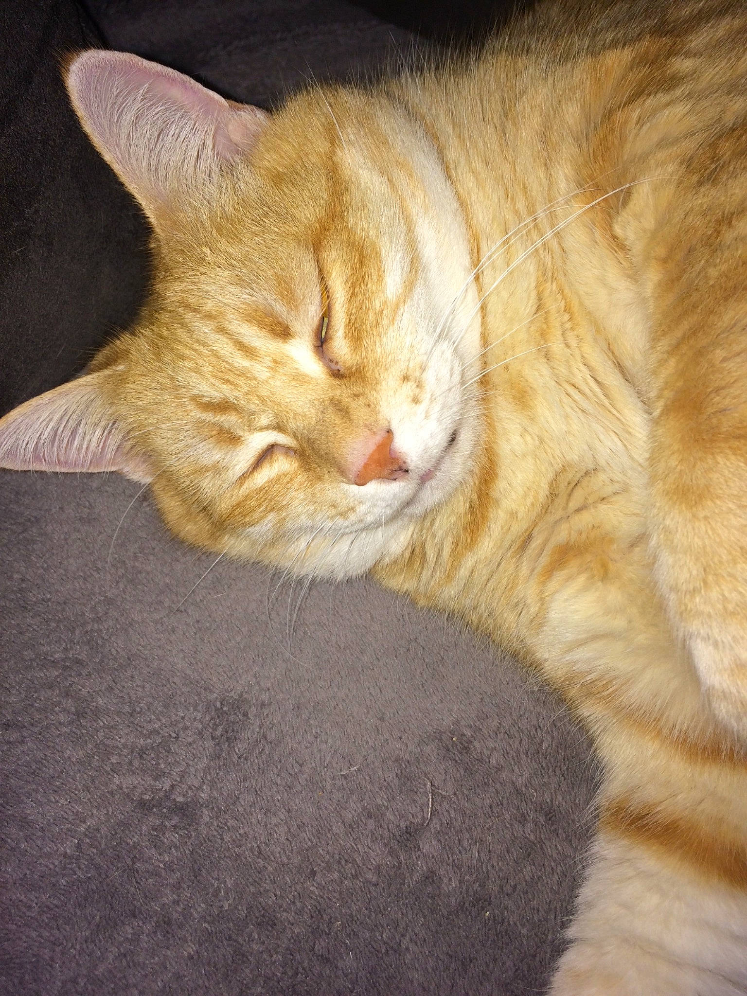 Tigresse participe au concours pour gagner de l'argent avec cette photo : aegean_cat, arabian_mau, asian, carnivore, cat, domestic_short_haired_cat, european_shorthair, fawn, felidae, fur, kitten, nap, paw, polydactyl_cat, sleep, small_to_medium_sized_cats, snout, tabby_cat, tail, whiskers