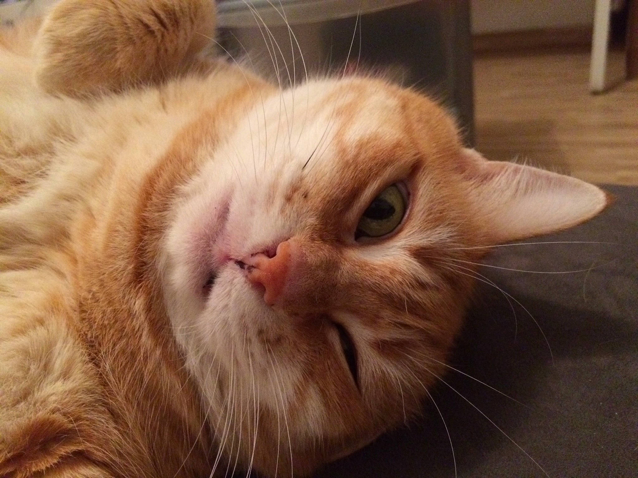 Tigresse participe au concours pour gagner de l'argent avec cette photo : asian, british_semi_longhair, carnivore, cat, close_up, ear, european_shorthair, eye, fawn, felidae, fur, kitten, mammal, nose, small_to_medium_sized_cats, snout, somali, tabby_cat, vertebrate, whiskers