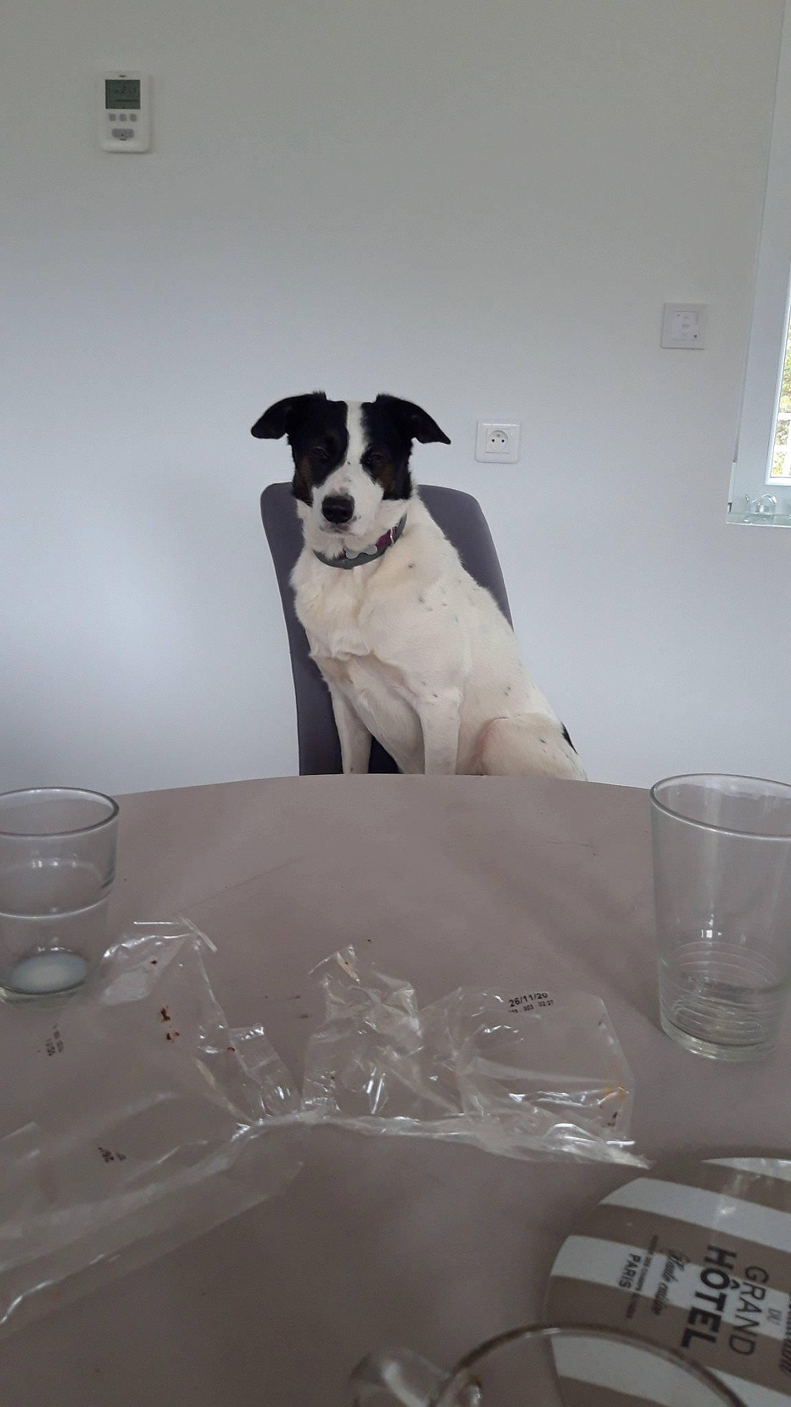 Mia a rejoint le concours — aidez-le/la à gagner de superbes lots ! canidae, carnivore, companion_dog, dog, dog_breed, ratonero_bodeguero_andaluz, smooth_fox_terrier, sporting_group