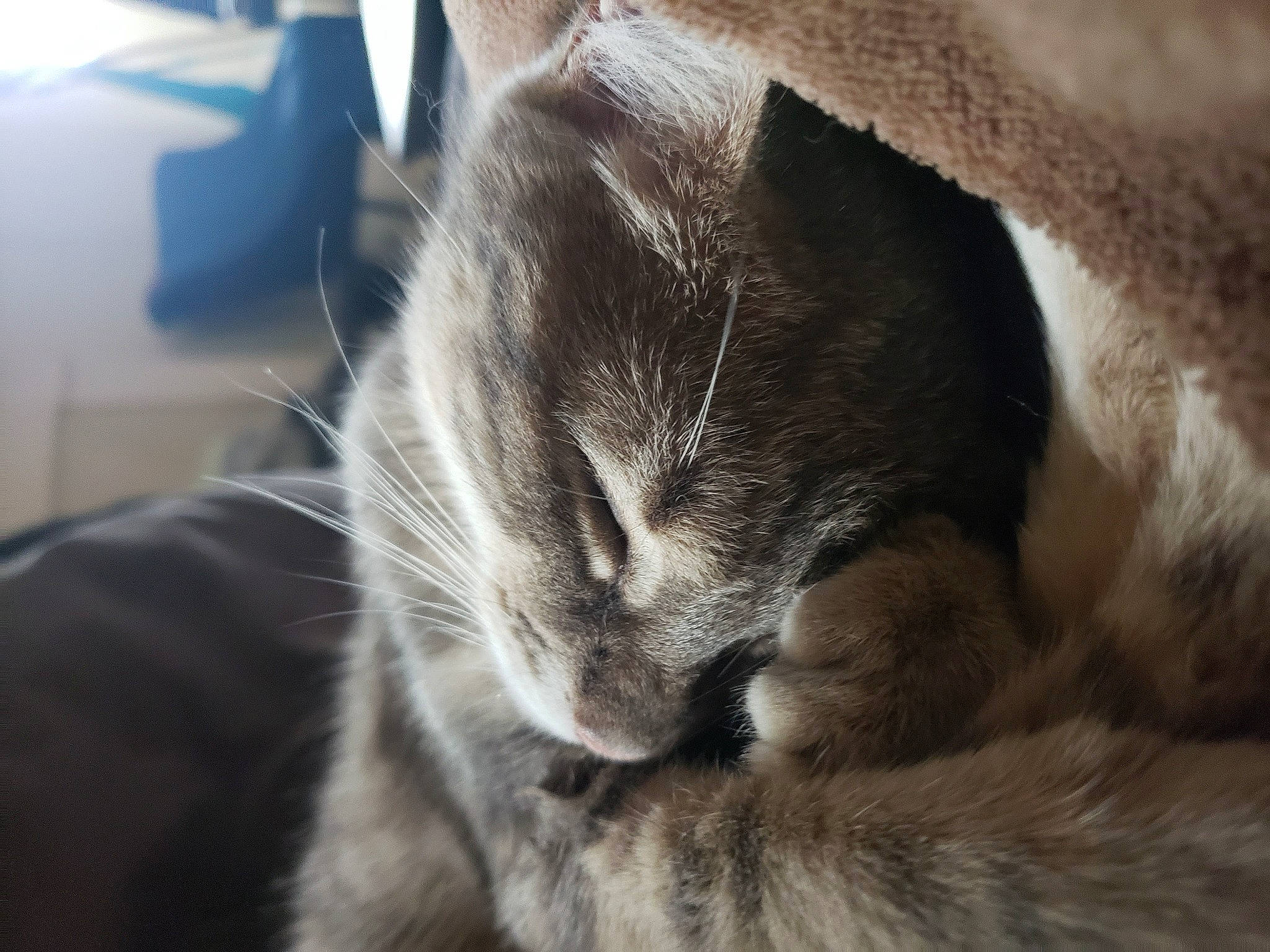 Calypso a rejoint le concours — aidez-le/la à gagner de superbes lots ! carnivore, cat, claw, comfort, domestic_short_haired_cat, ear, felidae, fur, grey, nap, paw, russian_blue, small_to_medium_sized_cats, snout, tail, terrestrial_animal, whiskers