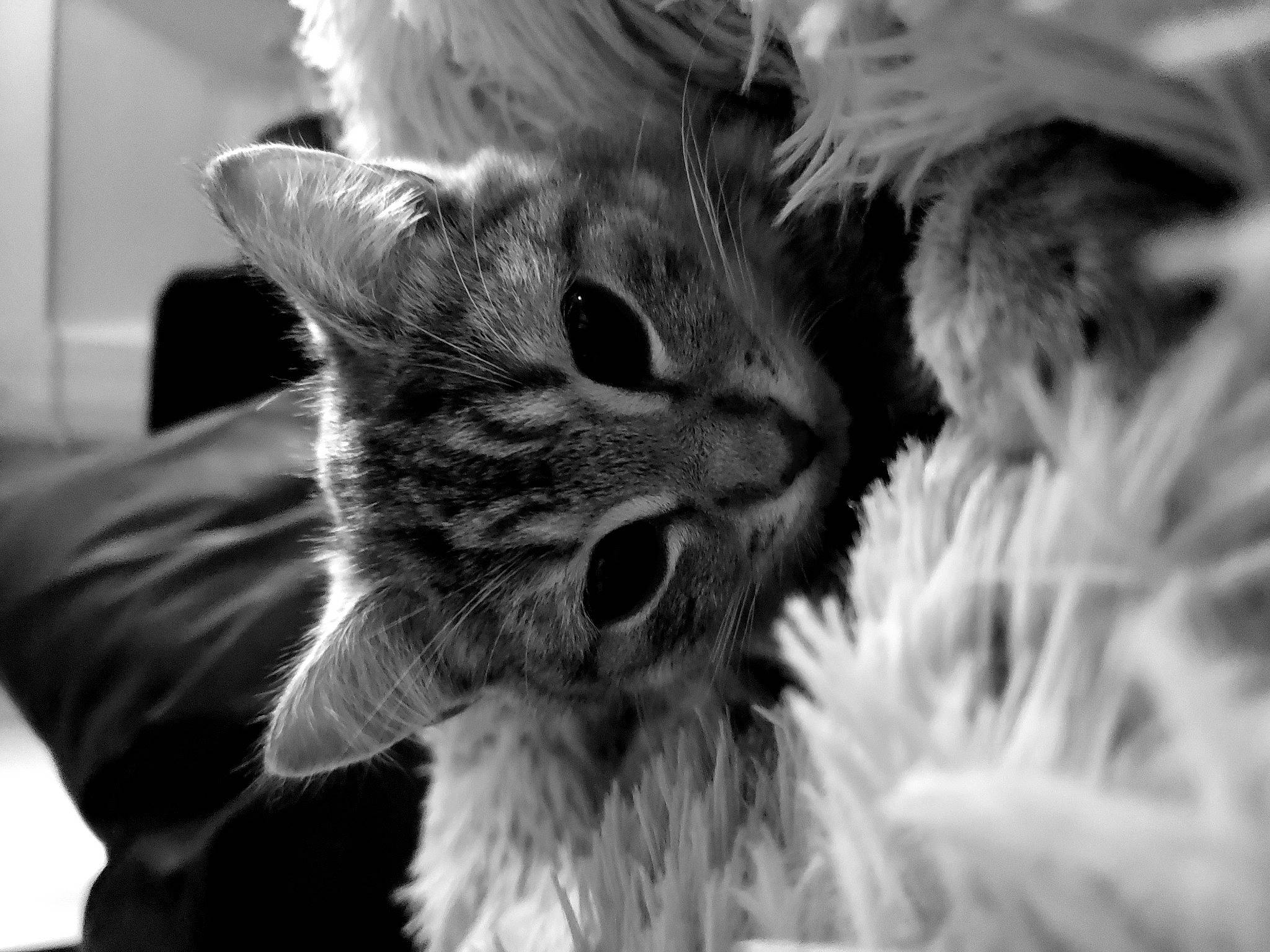 Calypso a rejoint le concours — aidez-le/la à gagner de superbes lots ! beauty, black_and_white, carnivore, cat, close_up, domestic_short_haired_cat, ear, eye, felidae, fur, grey, iris, monochrome, monochrome_photography, paw, plant, small_to_medium_sized_cats, snout, style, whiskers