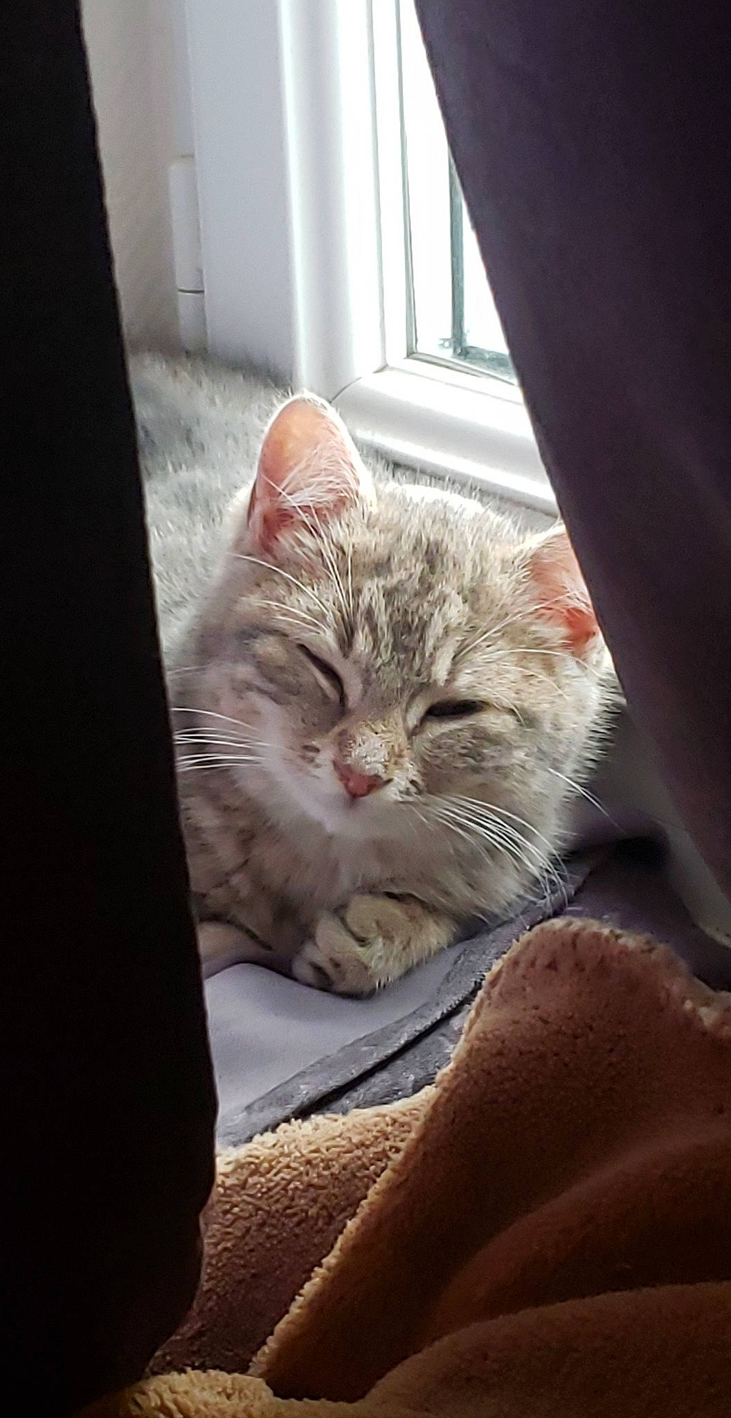 Calypso participe au concours pour gagner de l'argent avec cette photo : carnivore, cat, claw, comfort, domestic_short_haired_cat, ear, fawn, felidae, fur, nap, paw, sitting, sleep, small_to_medium_sized_cats, snout, tail, terrestrial_animal, whiskers, window, wood