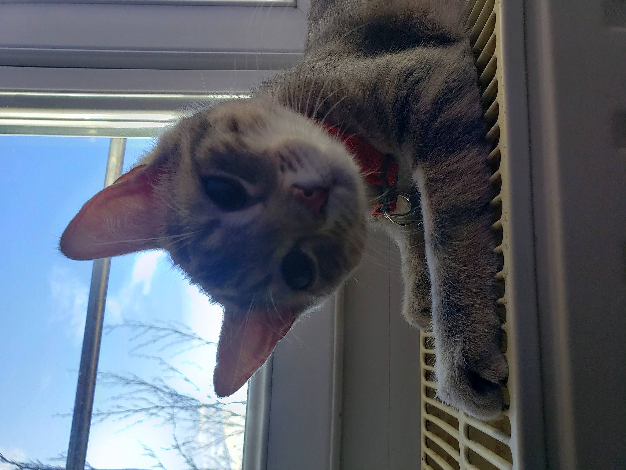 Calypso a rejoint le concours — aidez-le/la à gagner de superbes lots ! animal_shelter, cage, canidae, carnivore, cat, claw, domestic_short_haired_cat, fawn, felidae, fur, paw, plant, small_to_medium_sized_cats, snout, sporting_group, tail, whiskers