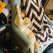Clever is registered to the contest to win money with this photo: adult, animal, armchair, blanket, cat, chair, couch, cushion, daisy, female, flower, furniture, homedecor, kitten, person, pet, plant, quilt, sleeping, woman
