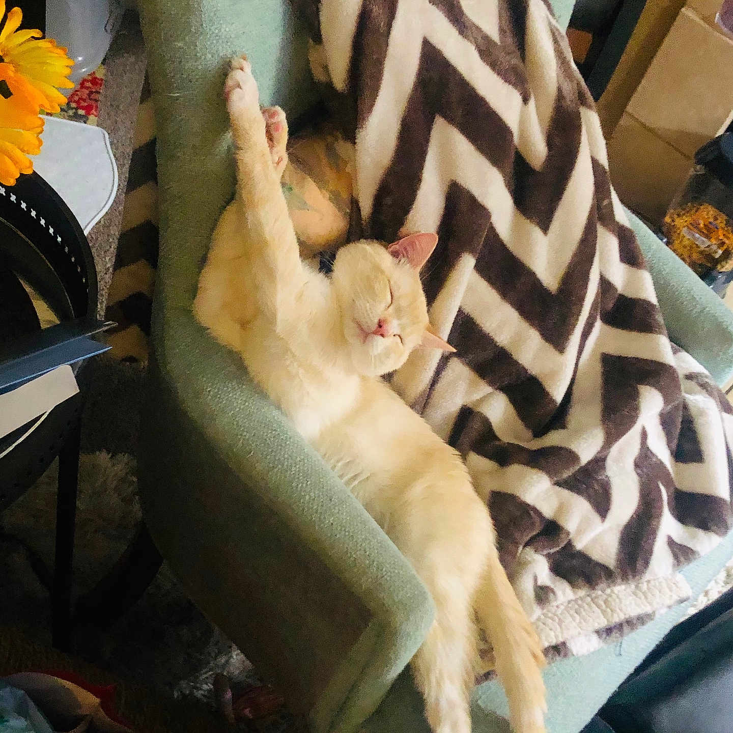 Clever is registered to the contest to win money with this photo: adult, animal, armchair, blanket, cat, chair, couch, cushion, daisy, female, flower, furniture, homedecor, kitten, person, pet, plant, quilt, sleeping, woman