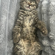 Dr Pepper joined the competition — help win amazing prizes! kitten, cat, sleeping, fluffy, tabby, pet, animal, feline, cute, cozy, blanket, soft, resting, fur, whiskers, relaxed, indoor, closeup, adorable, peaceful