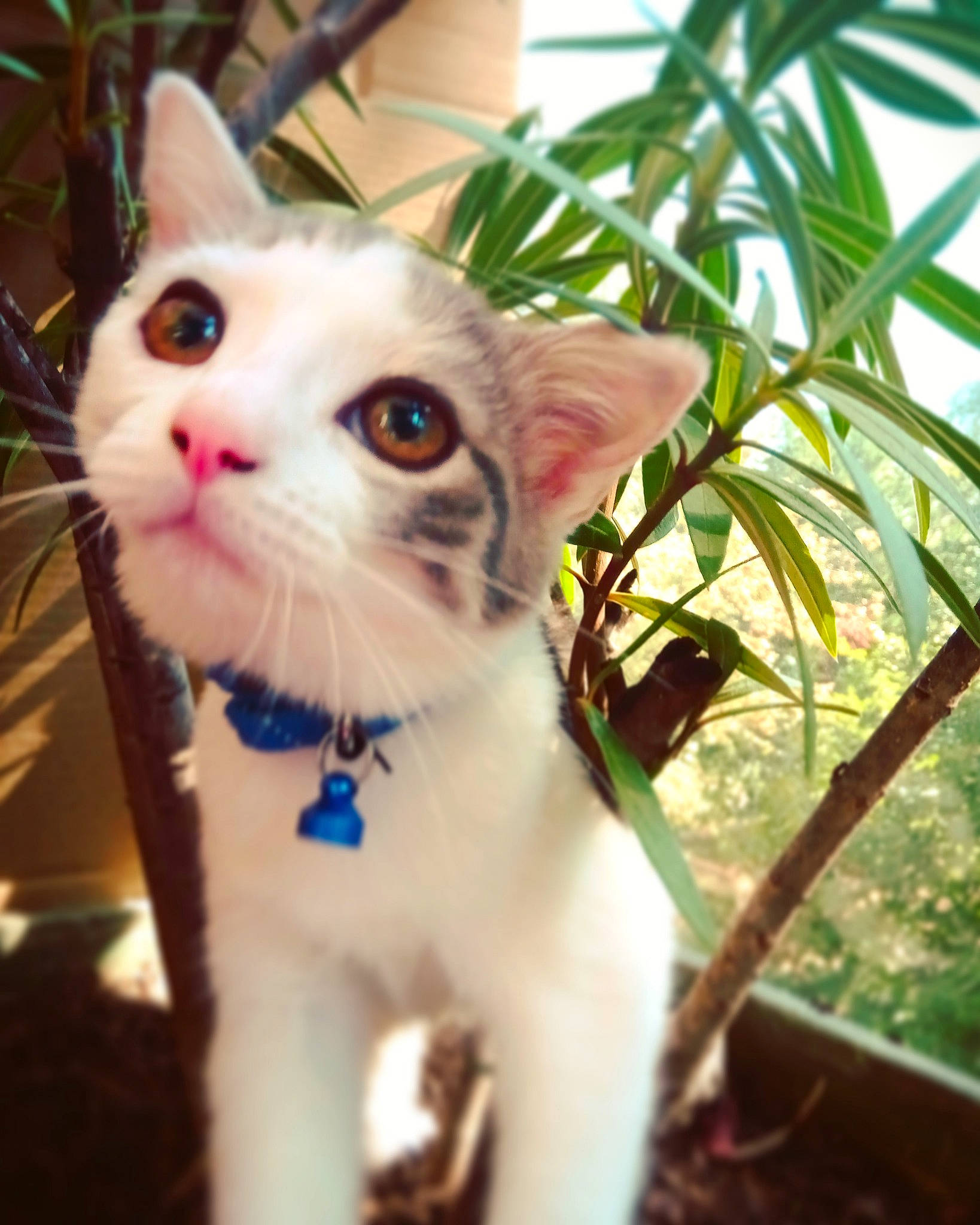 Odyssée participe au concours pour gagner de l'argent avec cette photo : aegean_cat, american_curl, american_wirehair, asian, carnivore, cat, domestic_short_haired_cat, ear, european_shorthair, eye, felidae, fur, grass, kitten, paw, plant, small_to_medium_sized_cats, tree, turkish_van, whiskers