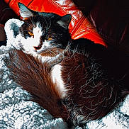 Sweeny a rejoint le concours — aidez-le/la à gagner de superbes lots ! animal, black_and_white, cat, close_up, comfort, cozy, curled_up, fluffy_blanket, fur, home, indoor, knitted_blanket, pet, red_leather_couch, relaxation, resting, sunlight, texture, warm_light, whiskers