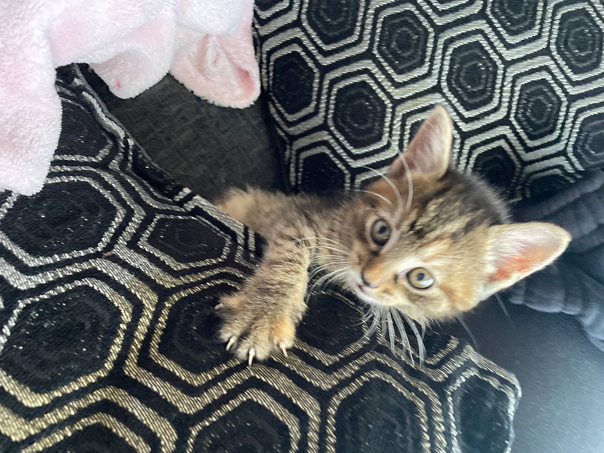 Misty joined the competition — help win amazing prizes! carnivore, cat, claw, comfort, domestic_short_haired_cat, fawn, felidae, flooring, fur, grey, linens, pattern, paw, room, small_to_medium_sized_cats, snout, tail, textile, whiskers, wood