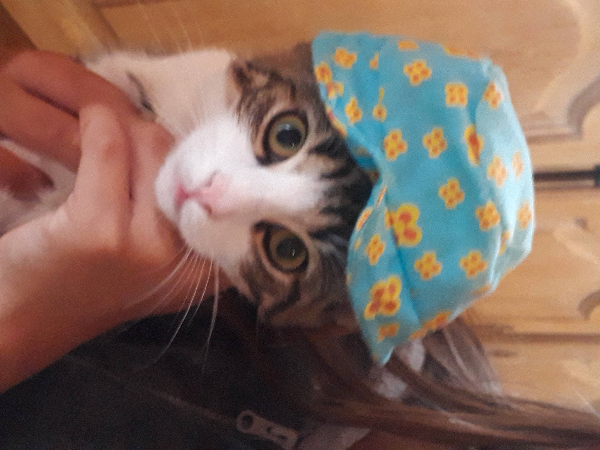 Pucca participe au concours pour gagner de l'argent avec cette photo : aegean_cat, american_shorthair, asian, carnivore, cat, domestic_short_haired_cat, european_shorthair, eye, felidae, kitten, mammal, munchkin, scottish_fold, small_to_medium_sized_cats, snout, whiskers