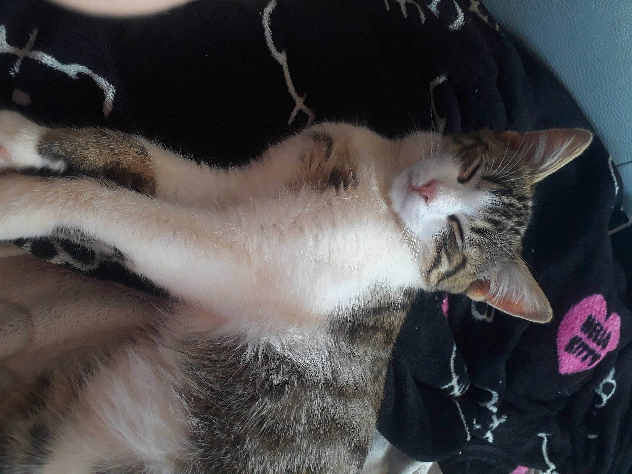 Pucca participe au concours pour gagner de l'argent avec cette photo : aegean_cat, american_wirehair, asian, carnivore, cat, domestic_short_haired_cat, ear, european_shorthair, felidae, fur, kitten, nap, oriental_longhair, paw, polydactyl_cat, small_to_medium_sized_cats, whiskers