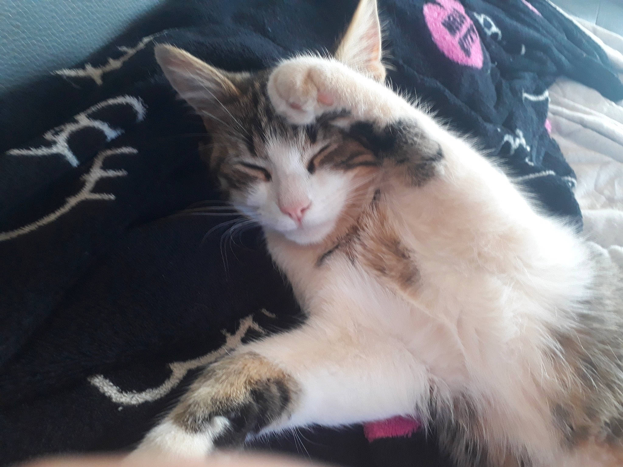 Pucca a rejoint le concours — aidez-le/la à gagner de superbes lots ! aegean_cat, carnivore, cat, domestic_long_haired_cat, european_shorthair, felidae, fur, kitten, mammal, norwegian_forest_cat, polydactyl_cat, small_to_medium_sized_cats, whiskers