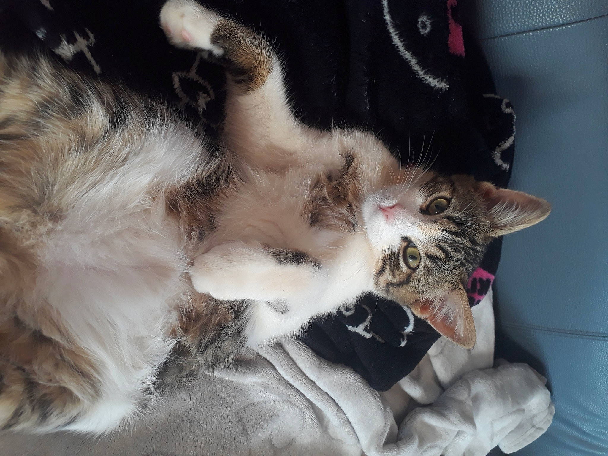 Pucca a rejoint le concours — aidez-le/la à gagner de superbes lots ! aegean_cat, american_curl, carnivore, cat, claw, domestic_long_haired_cat, ear, european_shorthair, felidae, fur, kitten, maine_coon, mammal, norwegian_forest_cat, paw, polydactyl_cat, ragamuffin, small_to_medium_sized_cats, tabby_cat, whiskers