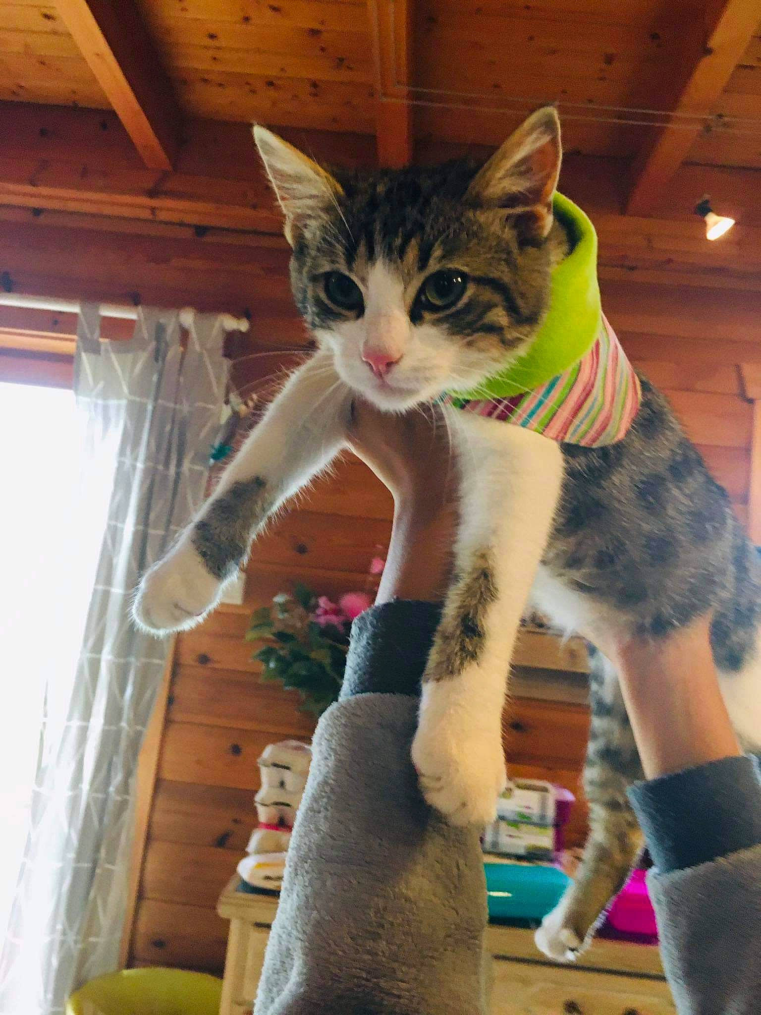 Pucca a rejoint le concours — aidez-le/la à gagner de superbes lots ! aegean_cat, asian, carnivore, cat, domestic_short_haired_cat, european_shorthair, fawn, felidae, polydactyl_cat, small_to_medium_sized_cats, tail, whiskers