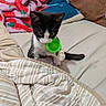 kitten, cat, black_and_white, bed, blanket, striped, paw, toy, indoor, cozy, curious, pet, fur, whiskers, playful, cute, small, domestic_animal, resting, colorful