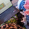 cat, laptop, blanket, black_and_white_cat, computer, indoor, cozy, work_from_home, pet, fur, whiskers, keyboard, screen, design, colorful, soft, resting, curious, domestic_animal, technology