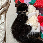 Shadow Ninja joined the competition — help win amazing prizes! kitten, cat, stuffed_toy, bed, blanket, striped_bedding, black_and_white, cuddling, nap, cozy, indoor, soft_toy, plush, pet, cute, sleeping, animal, resting, feline, collar