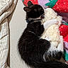 kitten, cat, stuffed_toy, bed, blanket, striped_bedding, black_and_white, cuddling, nap, cozy, indoor, soft_toy, plush, pet, cute, sleeping, animal, resting, feline, collar