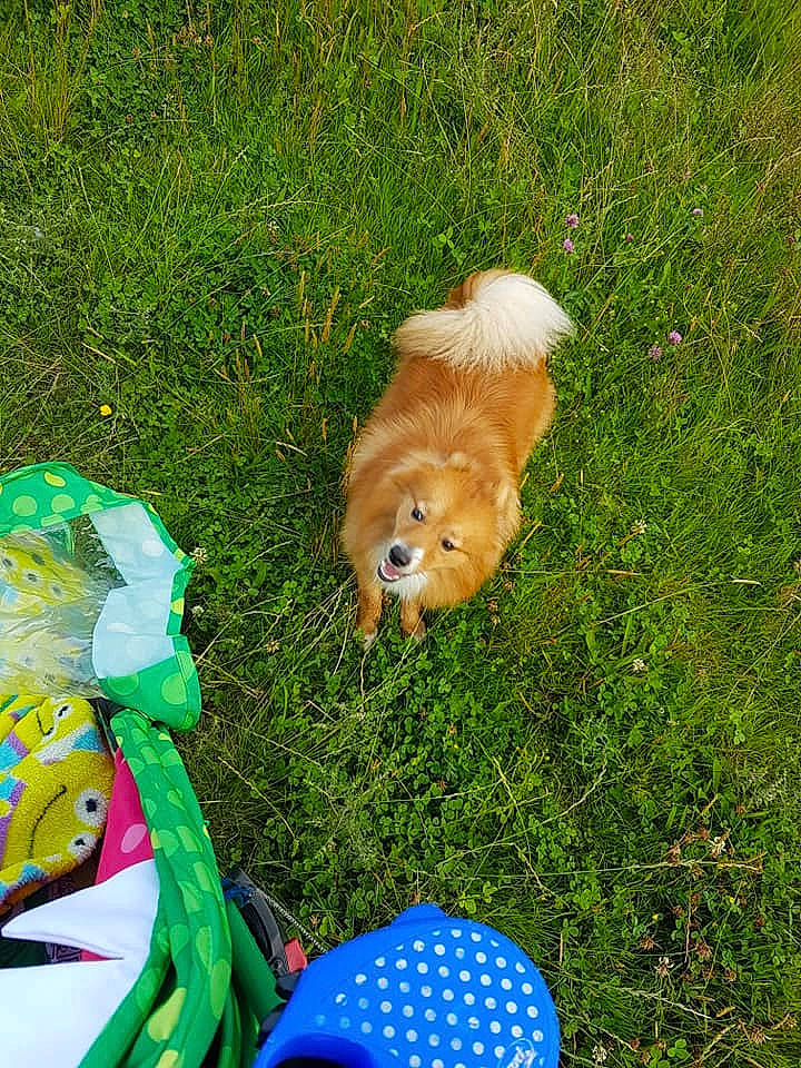 Waffle joined the competition — help win amazing prizes! canidae, carnivore, cavachon, cockapoo, companion_dog, dog, dog_breed, grass, lawn, non_sporting_group, pomeranian, puppy, shih_tzu, spitz, sporting_group, toy_dog