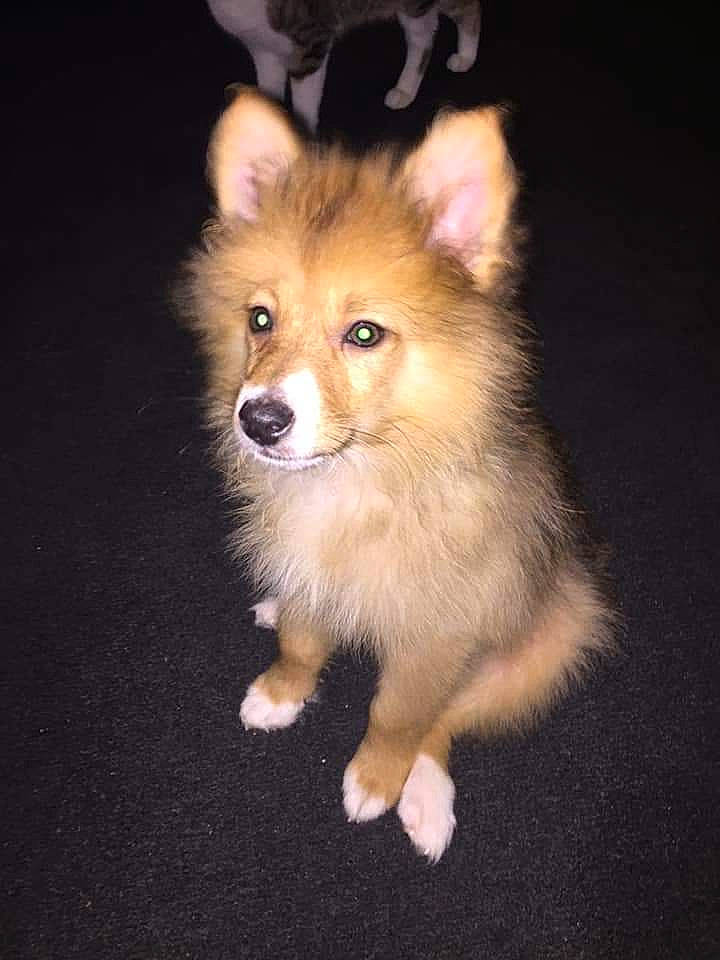 Waffle is registered to the contest to win money with this photo: ancient_dog_breeds, canidae, carnivore, companion_dog, dog, dog_breed, german_spitz, german_spitz_klein, german_spitz_mittel, icelandic_sheepdog, mammal, pomeranian, puppy, rare_breed_dog, snout, spitz, sporting_group, tail, vertebrate, whiskers