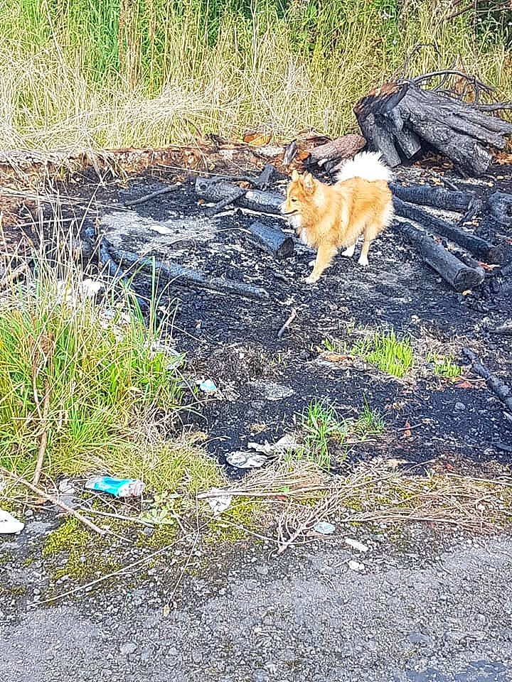 Waffle is registered to the contest to win money with this photo: canidae, carnivore, dog, dog_breed, fawn, finnish_spitz, grass, grass_family, pomeranian, spitz, sporting_group, tail