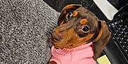 Luna is registered to the contest to win money with this photo: dog, dachshund, puppy, pink_sweater, sweater, lap, paw, eyes, cute, office, keyboard, notepad, pen, water_bottle, desk, fan, document, hand, cozy, portrait