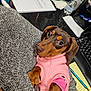 dog, dachshund, puppy, pink_sweater, sweater, lap, paw, eyes, cute, office, keyboard, notepad, pen, water_bottle, desk, fan, document, hand, cozy, portrait