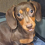 Luna joined the competition — help win amazing prizes! dog, puppy, dachshund, pet, brown_coat, tan_markings, big_eyes, floppy_ears, tongue, close_up, portrait, indoor, blanket, mesh_background, nose, paw, cute, looking_up, young, companion_animal