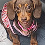 Luna is registered to the contest to win money with this photo: dog, dachshund, puppy, pet, pink_collar, collar, tag, striped_dress, ears, eyes, nose, paws, small_breed, looking_up, portrait, indoor, blanket, cute, brown_coat, waiting_for_treats