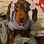 Luna joined the competition — help win amazing prizes! dog, dachshund, puppy, sweater, purple_bow, collar, blanket, bed, indoors, cute, pet, long_ears, brown_fur, looking_at_camera, portrait, cozy, knitwear, small_dog, paws, fabric