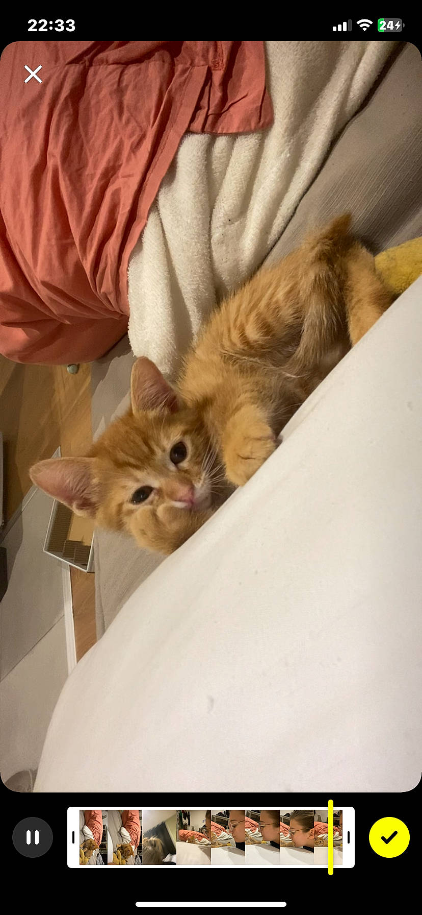 Nala participe au concours pour gagner de l'argent avec cette photo : animal, blanket, cat, cozy, cute, ears, fabric, feline, fur, ginger_cat, indoor, kitten, paw, pet, relaxing, resting, small, soft, whiskers, young