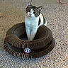 Mr. Moon joined the competition — help win amazing prizes! kitten, cat, pet, indoor, carpet, cardboard, scratcher, toy, playful, cute, feline, animal, whiskers, ears, floor, curious, small, young, domestic, adorable