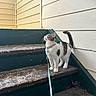 Mr. Moon joined the competition — help win amazing prizes! cat, kitten, stairs, wood, leash, collar, curious, outdoor, pet, animal, striped, white, texture, wall, paint, peeling, sidewalk, small, looking_up, young
